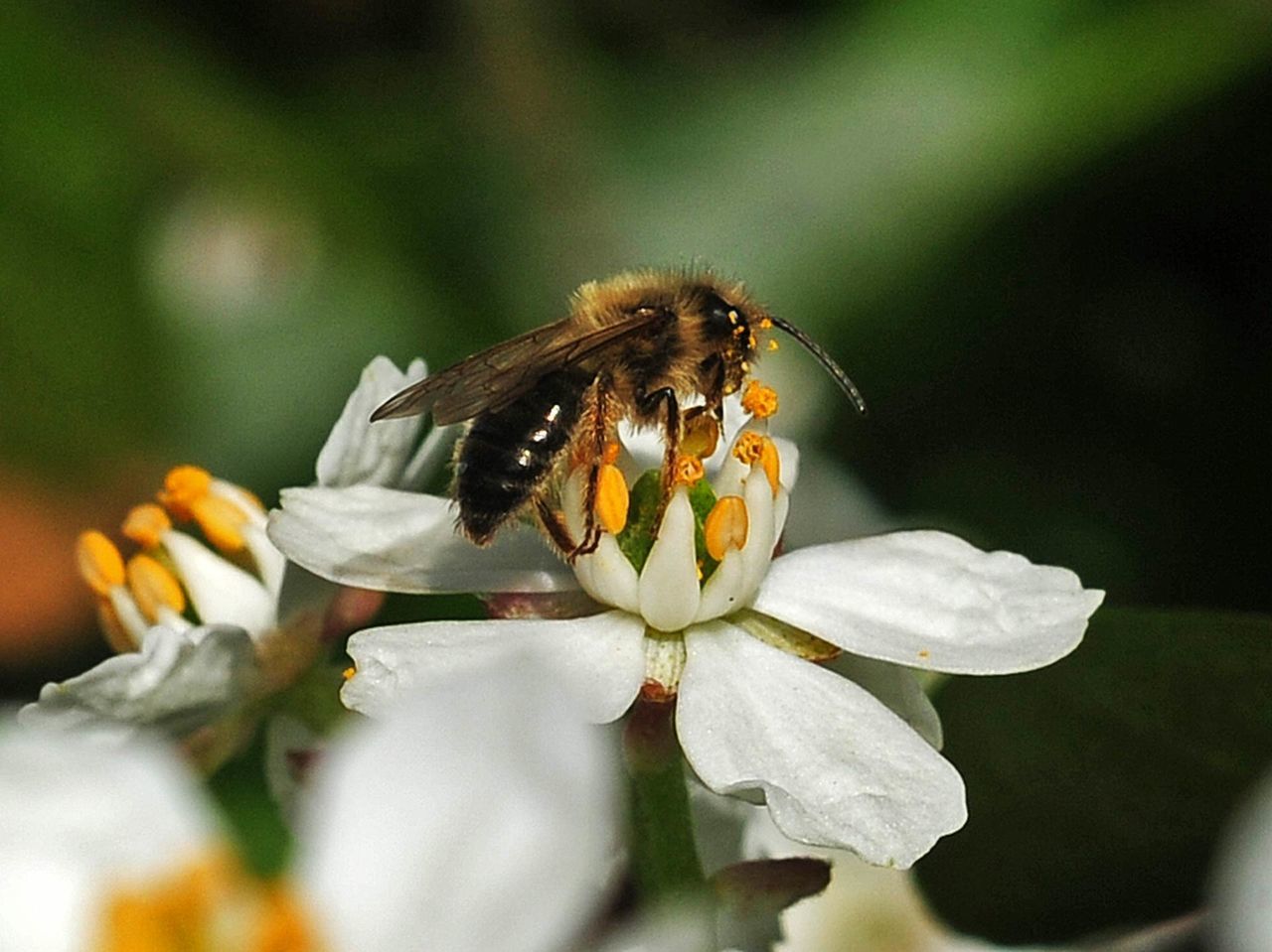 CLOSE-UP OF HOUSEFLY ON FLOWER