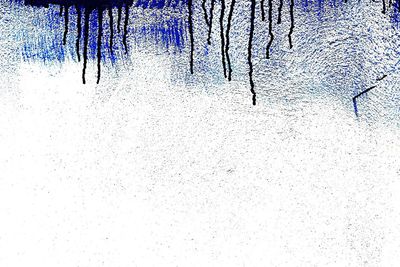 Snow covered trees in forest