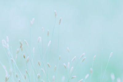 Close-up of flowering plants on field