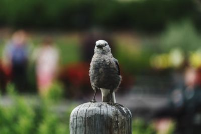 Close-up of owl perching on wood