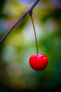 Close-up of red cherries on tree