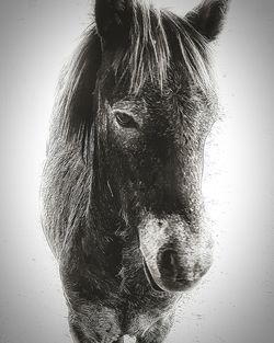 Close-up of a horse