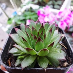 Close-up of succulent plant