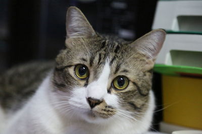 Close-up portrait of tabby cat