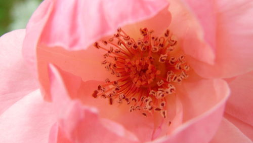 Close-up of pink hibiscus blooming outdoors