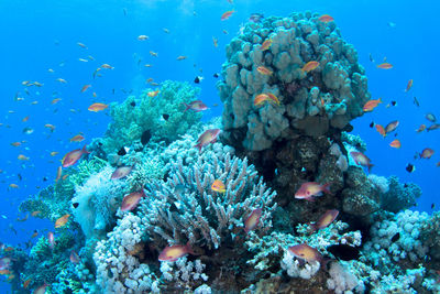 Fish swimming in sea