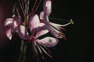 Close-up of pink orchid against black background