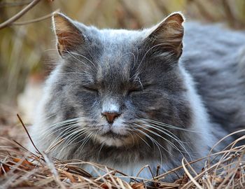 Close-up portrait of cat