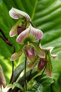 Close-up of fresh red flower bud