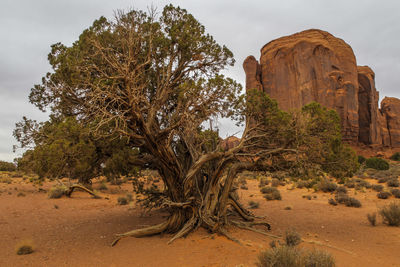 Tree on rock formation against sky