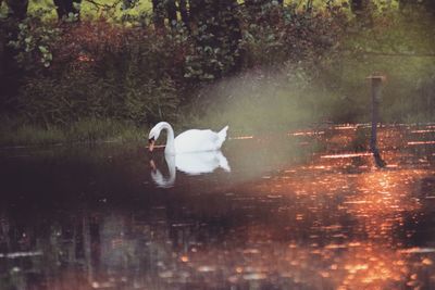 Swan on lake against trees