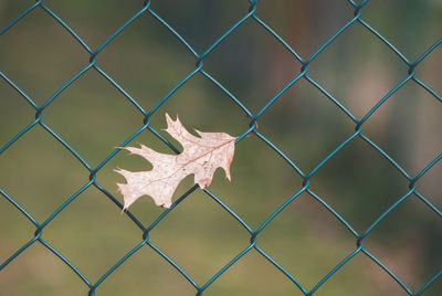 Close-up of maple leaf on chainlink fence