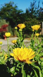 Close-up of yellow crocus blooming outdoors