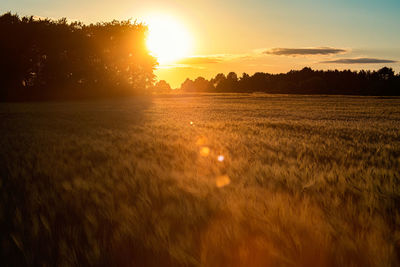 A wheat field shimmers golden in the light of the setting sun in summer.