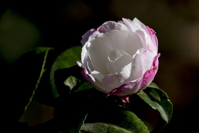 Close-up of pink rose blooming outdoors