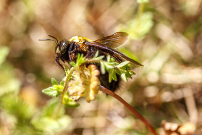 Close-up of carpenter bee on plant