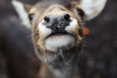 Close-up of an animal