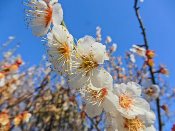 Low angle view of apple blossoms in spring