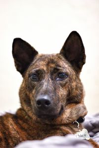 Close-up portrait of a dog over white background