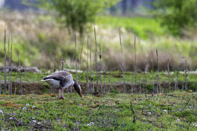 Bird on a field