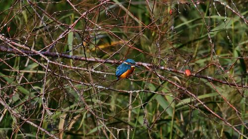 Close-up of bird perching on branch