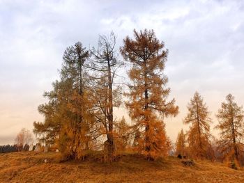 Trees in forest against sky