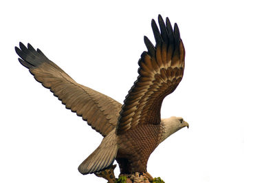 Low angle view of eagle flying against clear sky