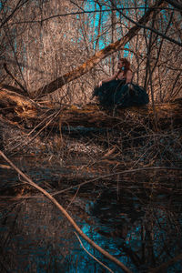 Full frame shot of bare trees in forest