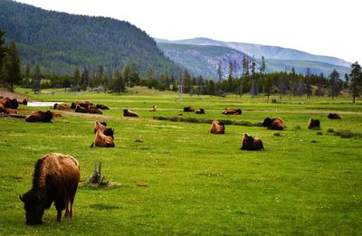 Herd of bison in meadow