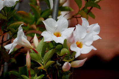 Close-up of white flowering plants