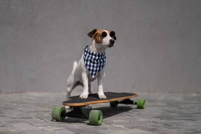 Jack russell terrier dog dressed in sunglasses and a checkered bandana rides a longboard. 