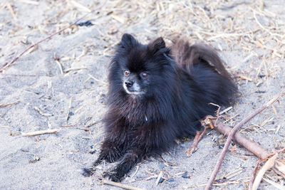 Cute black and dark brown pomeranian dog lying down on beach with intent expression