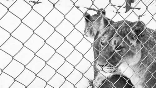 Close-up of horse looking through chainlink fence