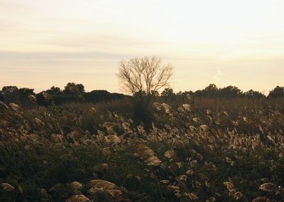 Scenic view of field against sky at sunset