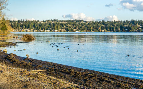 A view of mercer island from seward park in seattle, washington. birds in the foreground.