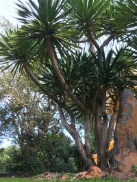 Low angle view of trees