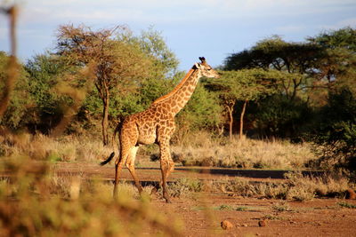 Walking giraffe