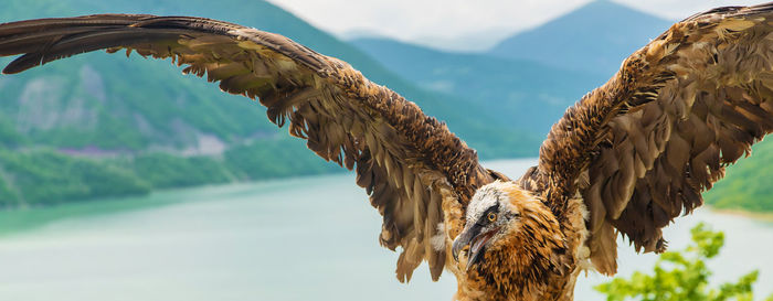 Close-up of eagle flying in mountains