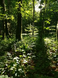 Trees growing in forest