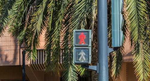 Palm tree against building