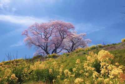 Low angle view of flowering tree on field against sky
