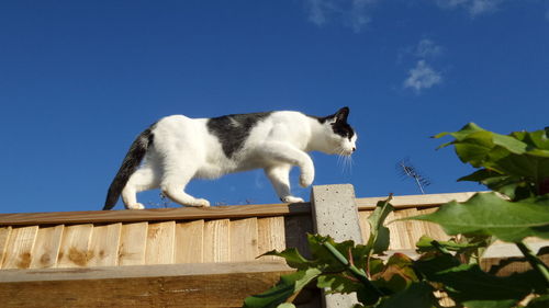 Low angle view of cat on fence against clear blue sky