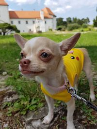 Close-up of a dog