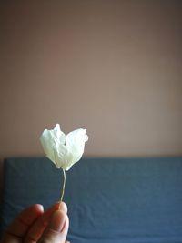 Close-up of hand holding white rose