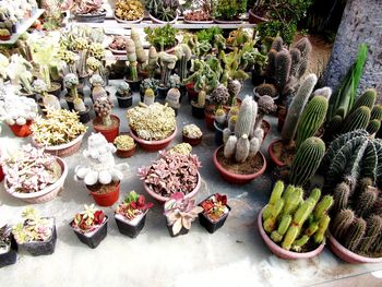 High angle view of potted plants for sale at market