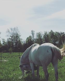 Horse grazing on field against sky