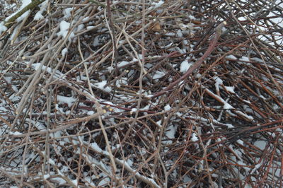 branch