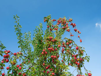 Low angle view of berries on tree against blue sky