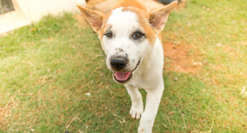 Puppy dog close-up on a wide lens. cute dog walk on backyard.