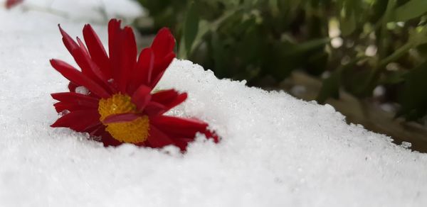 Close-up of red flowering plant during winter